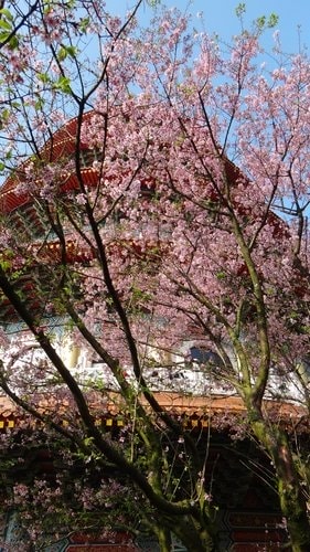 【淡水】2012天元宮賞櫻 - 第22張圖 【淡水】2012天元宮賞櫻