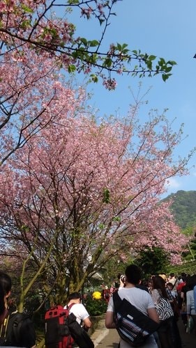 【淡水】2012天元宮賞櫻 - 第23張圖 【淡水】2012天元宮賞櫻