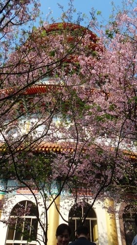 【淡水】2012天元宮賞櫻 - 第24張圖 【淡水】2012天元宮賞櫻