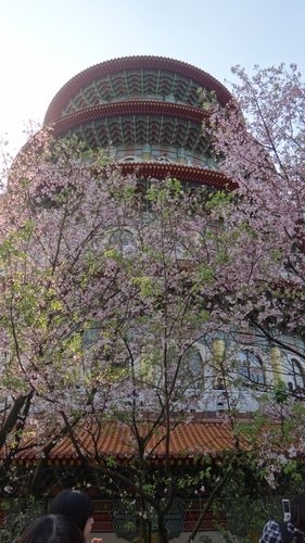 【淡水】2012天元宮賞櫻