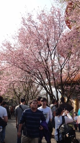 【淡水】2012天元宮賞櫻