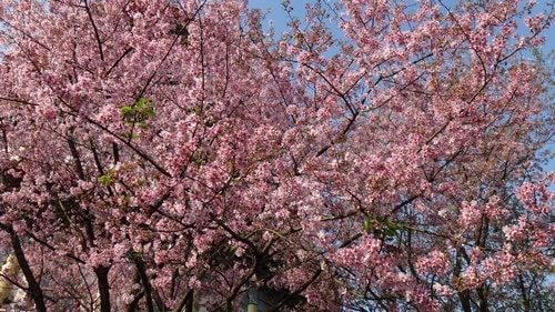 【淡水】2012天元宮賞櫻 - 第29張圖 【淡水】2012天元宮賞櫻