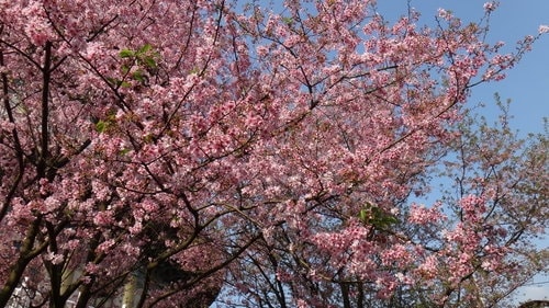 【淡水】2012天元宮賞櫻 - 第32張圖 【淡水】2012天元宮賞櫻