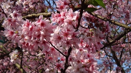 【淡水】2012天元宮賞櫻 - 第30張圖 【淡水】2012天元宮賞櫻