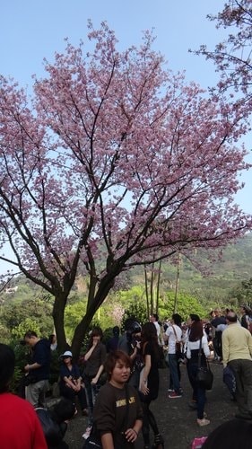 【淡水】2012天元宮賞櫻 - 第35張圖 【淡水】2012天元宮賞櫻