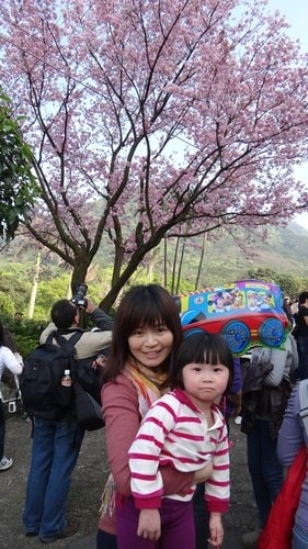 【淡水】2012天元宮賞櫻 - 第37張圖 【淡水】2012天元宮賞櫻