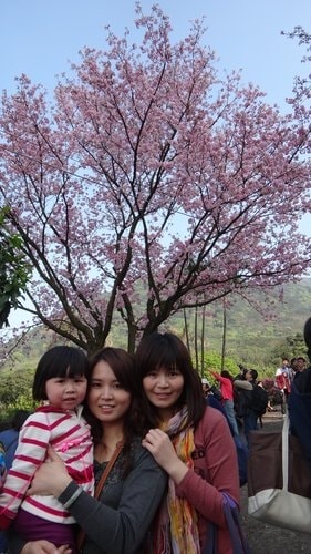 【淡水】2012天元宮賞櫻 - 第36張圖 【淡水】2012天元宮賞櫻