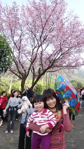 【淡水】2012天元宮賞櫻 - 第38張圖 【淡水】2012天元宮賞櫻