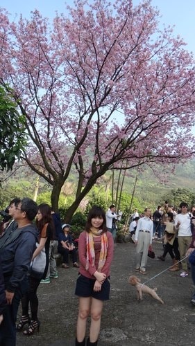 【淡水】2012天元宮賞櫻 - 第39張圖 【淡水】2012天元宮賞櫻