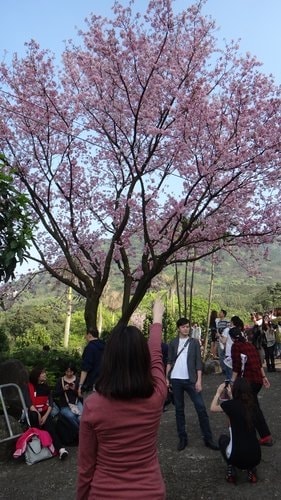 【淡水】2012天元宮賞櫻 - 第40張圖 【淡水】2012天元宮賞櫻