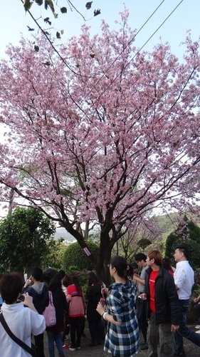【淡水】2012天元宮賞櫻 - 第41張圖 【淡水】2012天元宮賞櫻