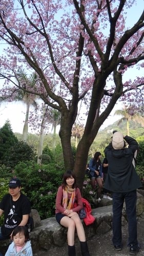 【淡水】2012天元宮賞櫻 - 第48張圖 【淡水】2012天元宮賞櫻