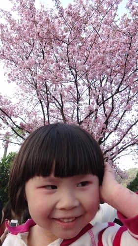 【淡水】2012天元宮賞櫻 - 第51張圖 【淡水】2012天元宮賞櫻