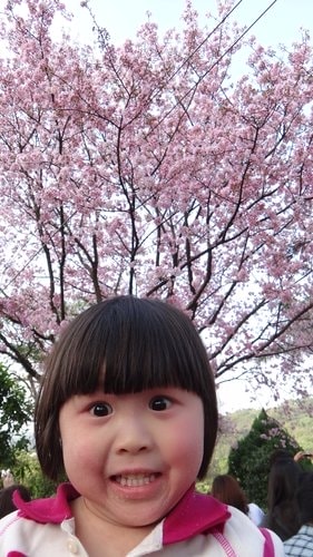 【淡水】2012天元宮賞櫻 - 第52張圖 【淡水】2012天元宮賞櫻