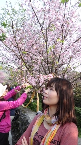 【淡水】2012天元宮賞櫻 - 第57張圖 【淡水】2012天元宮賞櫻