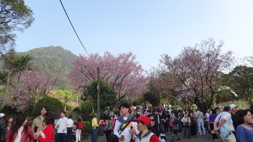 【淡水】2012天元宮賞櫻 - 第56張圖 【淡水】2012天元宮賞櫻