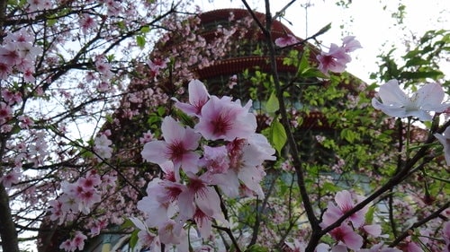 【淡水】2012天元宮賞櫻 - 第60張圖 【淡水】2012天元宮賞櫻