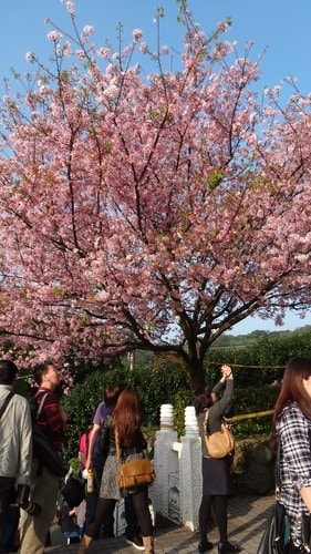 【淡水】2012天元宮賞櫻 - 第67張圖 【淡水】2012天元宮賞櫻