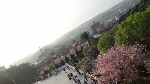 【淡水】2012天元宮賞櫻 - 第68張圖 【淡水】2012天元宮賞櫻