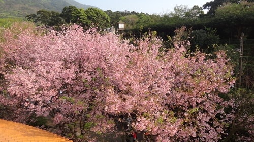 【淡水】2012天元宮賞櫻 - 第70張圖 【淡水】2012天元宮賞櫻