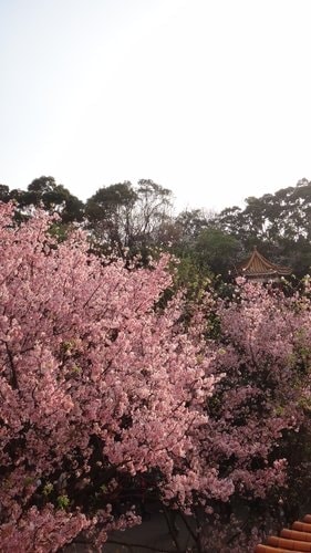 【淡水】2012天元宮賞櫻