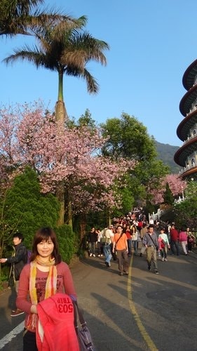 【淡水】2012天元宮賞櫻 - 第87張圖 【淡水】2012天元宮賞櫻