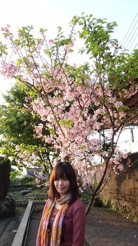 【淡水】2012天元宮賞櫻 - 第89張圖 【淡水】2012天元宮賞櫻