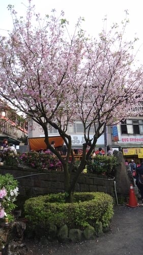 【淡水】2012天元宮賞櫻 - 第91張圖 【淡水】2012天元宮賞櫻