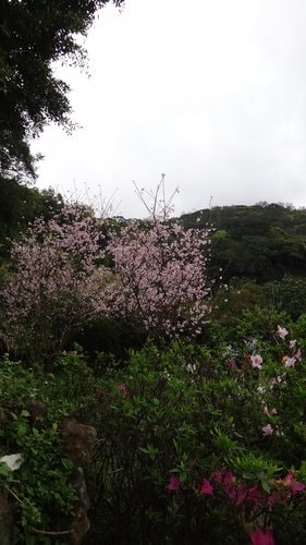 【台北】陽明山．擎天崗