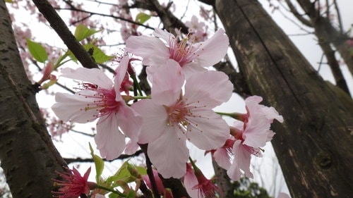 【台北】陽明山．擎天崗