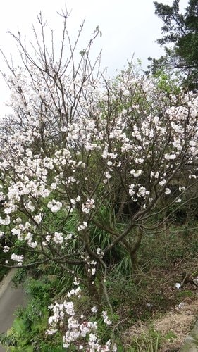 【台北】陽明山．擎天崗