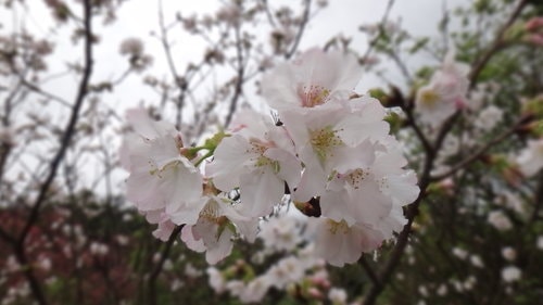 【台北】陽明山．擎天崗