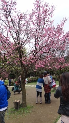 【台北】陽明山．擎天崗