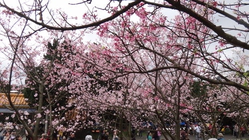 【台北】陽明山．擎天崗