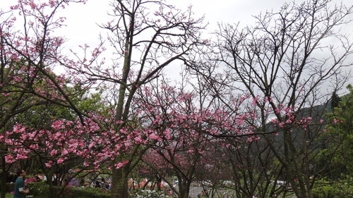 【台北】陽明山．擎天崗