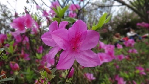 【台北】陽明山．擎天崗