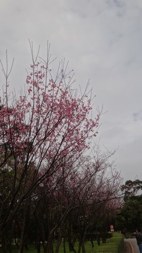 【台北】陽明山．擎天崗