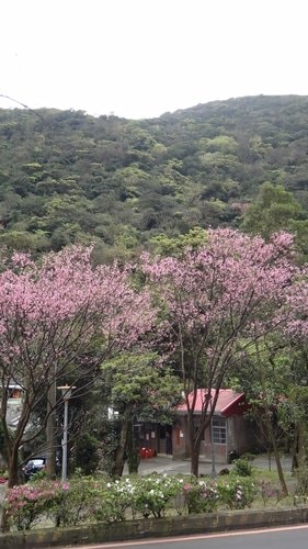 【台北】陽明山．擎天崗