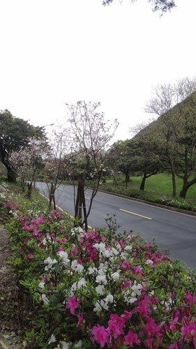 【台北】陽明山．擎天崗