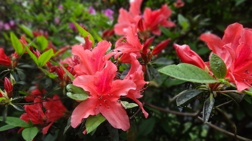 【台北】陽明山．擎天崗