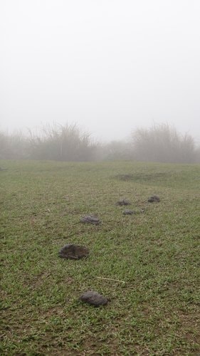 【台北】陽明山．擎天崗
