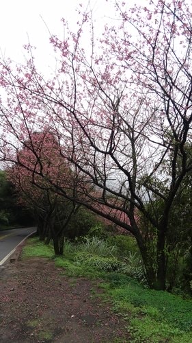 【台北】陽明山．擎天崗