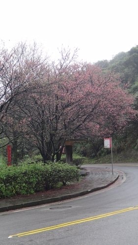 【台北】陽明山．擎天崗