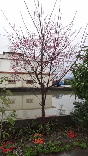 【宜蘭、八里】梅花湖&順進蜜餞&佘家孔雀蛤 - 第2張圖 【宜蘭、八里】梅花湖&順進蜜餞&佘家孔雀蛤