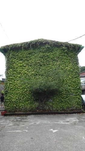 【台北】平溪菁桐半日遊 - 第30張圖 【台北】平溪菁桐半日遊