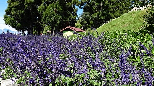 【南投】清境農場 - 第7張圖 【南投】清境農場