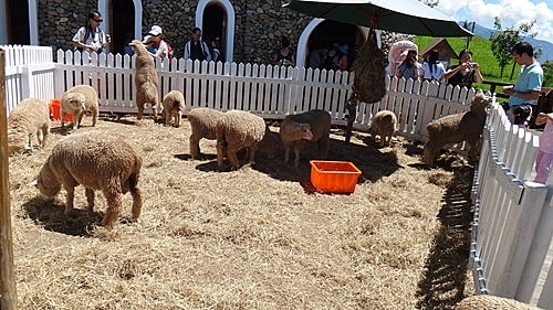 【南投】清境農場 - 第16張圖 【南投】清境農場
