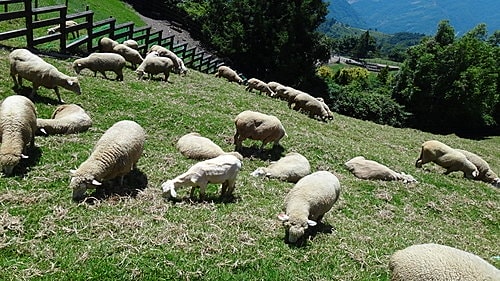 【南投】清境農場 - 第22張圖 【南投】清境農場