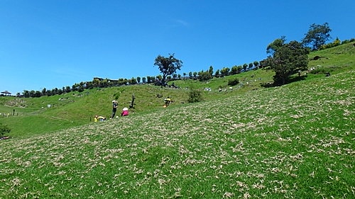 【南投】清境農場 - 第24張圖 【南投】清境農場