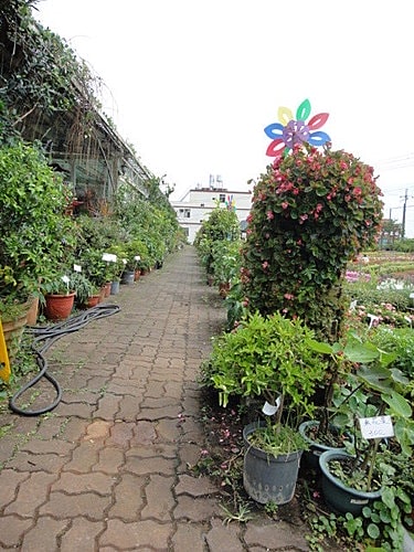 【中壢】青松農場 - 第6張圖 【中壢】青松農場